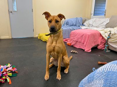 Tilly | Lurcher Cross | Salisbury (Wiltshire) - 3