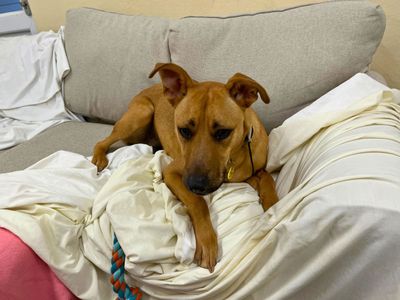 Tilly | Lurcher Cross | Salisbury (Wiltshire) - 1