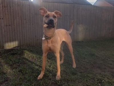 Tilly | Lurcher Cross | Salisbury (Wiltshire) - 1