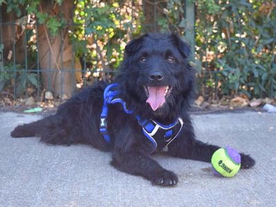 Benjamin | Terrier (Patterdale) | Harefield West London - 2