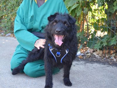 Benjamin | Terrier (Patterdale) | Harefield West London - 4