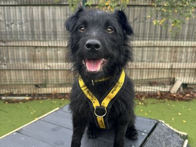 Benjamin, a 4 years old male Lakeland Terrier available for adoption from Dogs Trust in Greater London