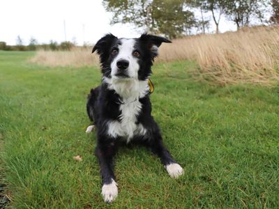 Lupin | Collie (Border) | Darlington - 2