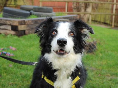 Lupin | Collie (Border) | Newbury (Berkshire) - 5