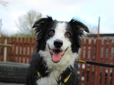 Lupin | Collie (Border) | Newbury (Berkshire) - 3