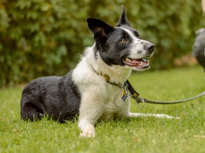 Bron | Collie (Border) | Kenilworth (West Midlands) - 5