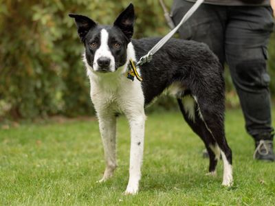 Bron | Collie (Border) | Kenilworth (West Midlands) - 3