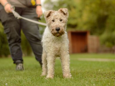 Moxie | Terrier (Fox Wire) | Kenilworth (West Midlands) - 1