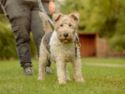 Moxie | Terrier (Fox Wire) | Kenilworth (West Midlands) - 3
