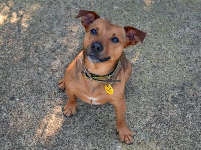 Ruggin | Terrier (Jack Russell) | Shoreham (Sussex) - 5