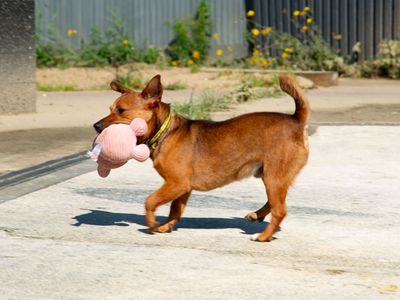 Ruggin | Terrier (Jack Russell) | Shoreham (Sussex) - 3
