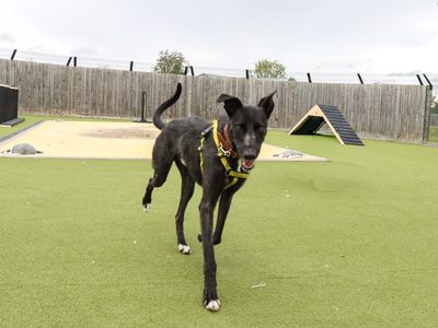 Trinket | Lurcher | Evesham (Worcestershire) - 5