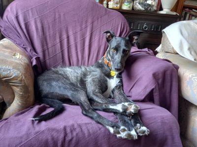 Trinket | Lurcher | Evesham (Worcestershire) - 3