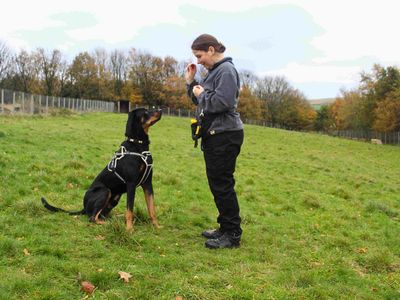 Hugo | Retriever (Labrador) Cross | Manchester - 4