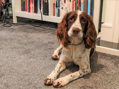 Daisy Moo | Spaniel (English Springer) | Ballymena (Northern Ireland) - 3