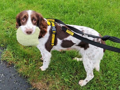 Daisy Moo | Spaniel (English Springer) | Ballymena (Northern Ireland) - 3