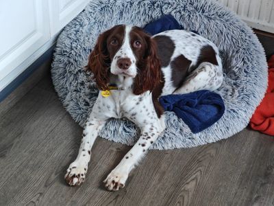 Daisy Moo | Spaniel (English Springer) | Ballymena (Northern Ireland) - 5