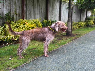 Chamber | Terrier (Bedlington) Cross | Manchester - 3