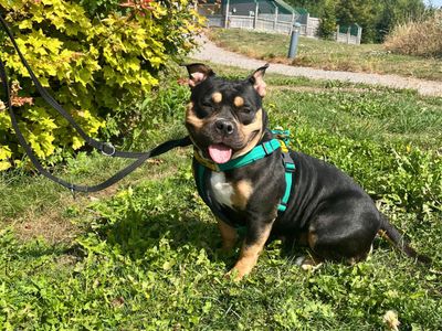 Cleo | American Bully Pocket | Salisbury (Wiltshire) - 3