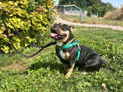 Cleo | American Bully Pocket | Salisbury (Wiltshire) - 5