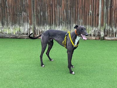 Pie | Greyhound | Canterbury - 3