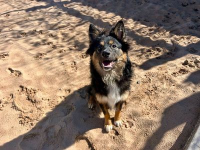 Roman | Collie (Border) Cross | Cardiff - 3