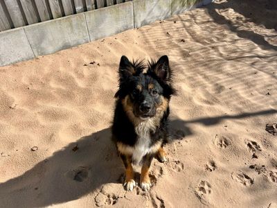 Roman | Collie (Border) Cross | Cardiff - 2