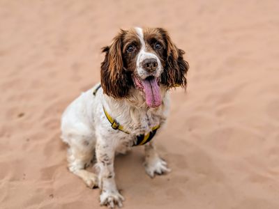 Dolly | Spaniel (English Springer) | Cardiff - 3