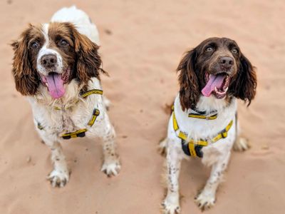 Dolly | Spaniel (English Springer) | Cardiff - 5