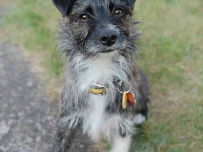 Lucky | Terrier (West Highland White) Cross | Kenilworth (West Midlands) - 3