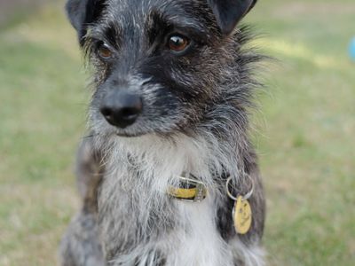 Lucky | Terrier (West Highland White) Cross | Kenilworth (West Midlands) - 2