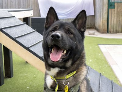Teddy, a 4 years old male Akita available for adoption from Dogs Trust in Evesham (Worcestershire)