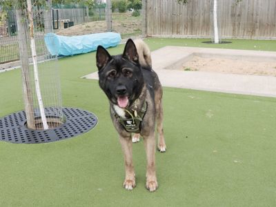 Teddy | Akita | Evesham (Worcestershire) - 5