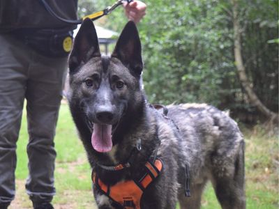 Bandit | German Shepherd Dog Cross | Harefield West London - 2
