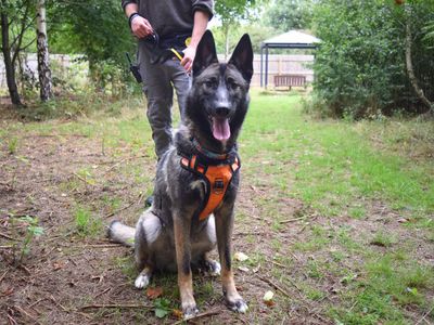 Bandit | German Shepherd Dog Cross | Harefield West London - 3