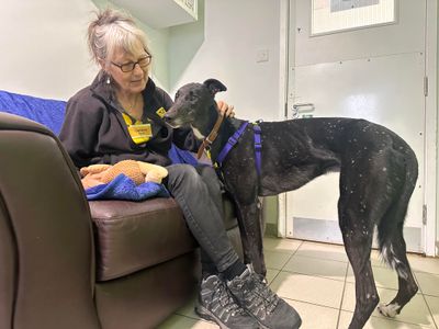 Percy | Greyhound | Shoreham (Sussex) - 3