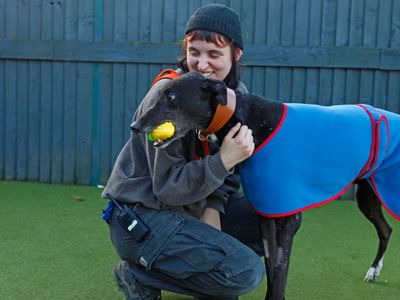 Percy | Greyhound | Shoreham (Sussex) - 5