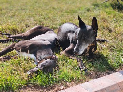 Ella | Greyhound | Canterbury - 2