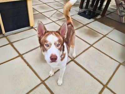 Mookie | Siberian Husky | Salisbury (Wiltshire) - 1