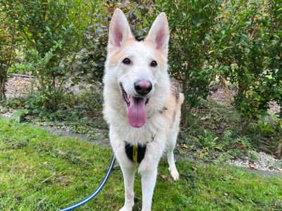 Zero | German Shepherd Dog Cross | Ilfracombe - 1