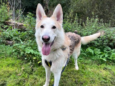 Zero | German Shepherd Dog Cross | Ilfracombe - 3