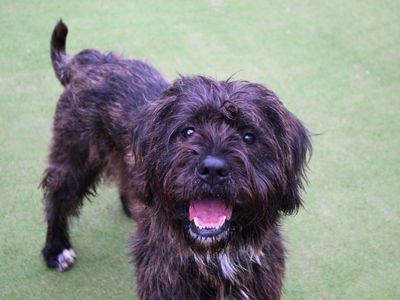 Bear | Crossbreed | Manchester - 3