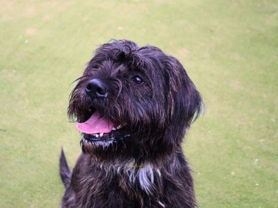 Bear | Crossbreed | Manchester - 5