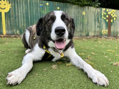 Bryn, a 4 years old male St Bernard available for adoption from Dogs Trust in Devon