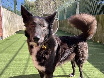 Mikey | Collie (Border) Cross | Shoreham (Sussex) - 3