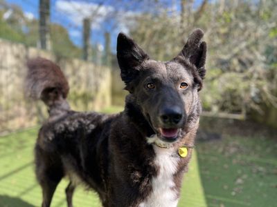 Mikey | Collie (Border) Cross | Shoreham (Sussex) - 1