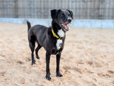 Princess | Retriever (Labrador) Cross | Cardiff - 5