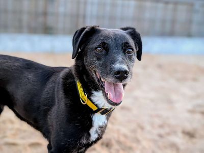 Princess | Retriever (Labrador) Cross | Cardiff - 3