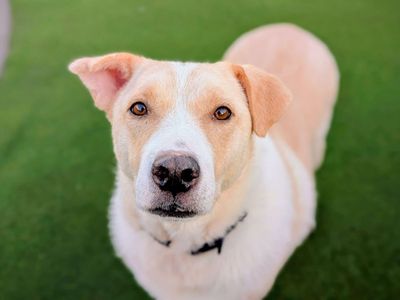 Elsa | Retriever (Labrador) Cross | Cardiff - 1