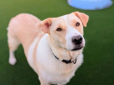 Elsa | Retriever (Labrador) Cross | West Calder (Edinburgh) - 5